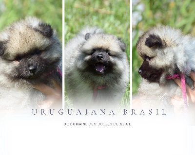 Uruguaiana Brasil (Spitz Loup - Rose)