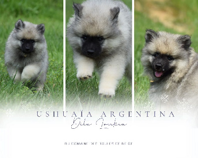 Ushuaïa Argentina (Spitz Loup - Blanc)