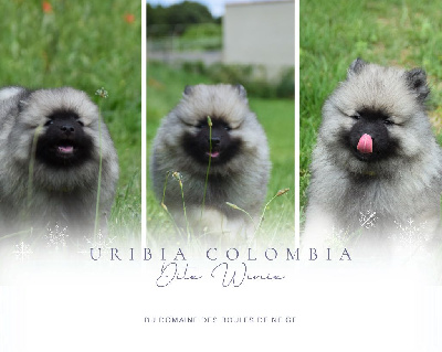 Uribia Colombia (Spitz Loup - Vert)