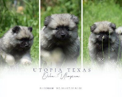 Utopia Texas (Spitz Loup - Orange)