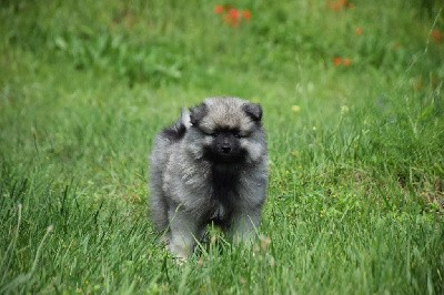 Utopia Texas (Spitz Loup - Orange)