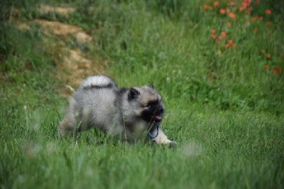 Urakawa Japan (Spitz Loup - Bleu)