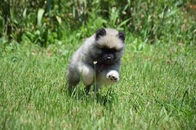 Uruguaiana Brasil (Spitz Loup - Rose)