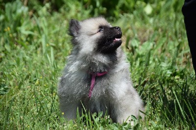 Uruguaiana Brasil (Spitz Loup - Rose)