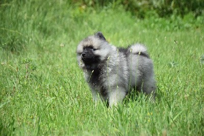 Utopia Texas (Spitz Loup - Orange)