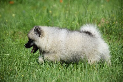 Ushuaïa Argentina (Spitz Loup - Blanc)