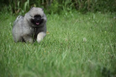 Uribia Colombia (Spitz Loup - Vert)