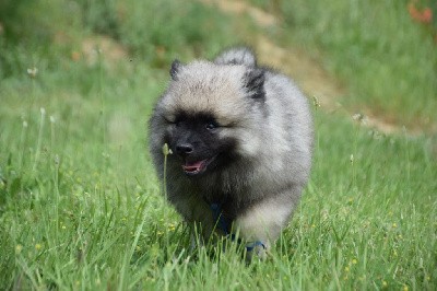 Urakawa Japan (Spitz Loup - Bleu)