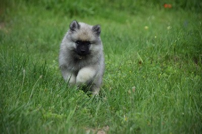 Ushuaïa Argentina (Spitz Loup - Blanc)