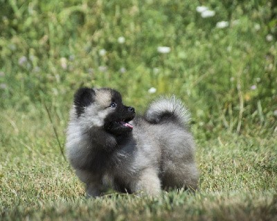 Unique Flocon (Spitz Loup)