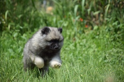 Utopia Texas (Spitz Loup - Orange)