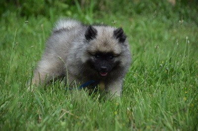 Urakawa Japan (Spitz Loup - Bleu)