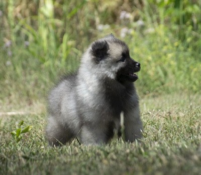 Unique Flocon (Spitz Loup)