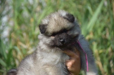 Uruguaiana Brasil (Spitz Loup - Rose)