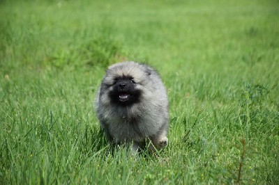 Unalaska State (Spitz Loup - Jaune)